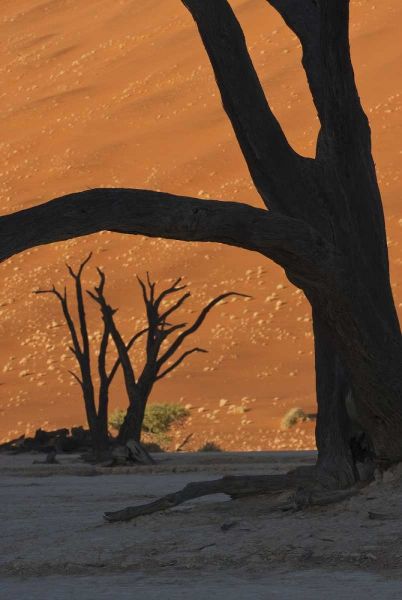 Namibia, Namib Desert Silhouette of lone tree